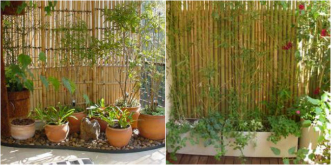 Bamboo Fencing